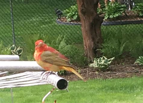 Summer Tanager Here For A Day Photo By Lisa Vitale Bird Photo