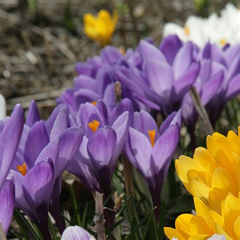 Spring Flowers To Plant In Vermont The Voice Of The Mountains