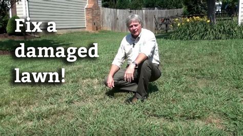 Lawn Renovation How To Grow Grass In A Damaged Lawn Youtube