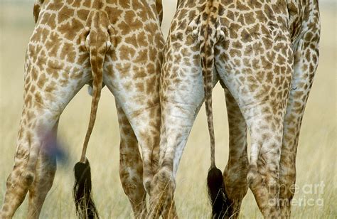 Masai Giraffe Tails Photograph By Art Wolfe Fine Art America