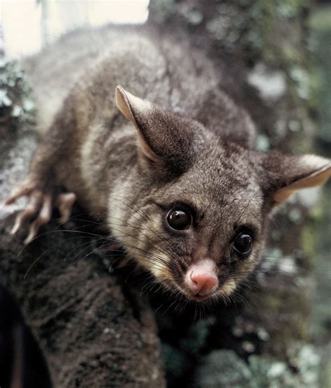 The estimated delivery time is the total transit time of your packages. Possum facts - Predator Free NZ