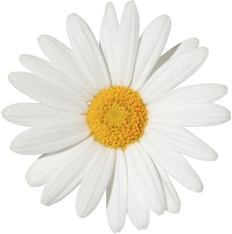Daisy clipart margarita flower, Daisy margarita flower Transparent FREE for download on ...