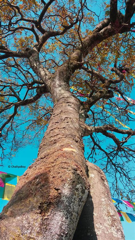 Tree Blue Sky Buddhist Flags Free 4k Ultra Hd Mobile Wallpaper