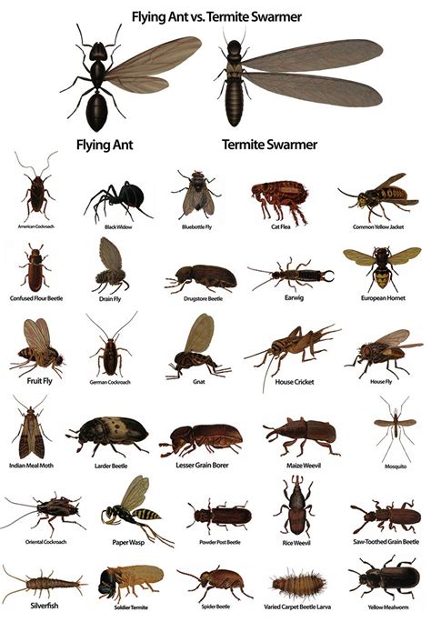 Odorous house ants (tapinoma sessile), thief ants (solenopsis. Pest - #Termite Identifier. Excellent for letting Ants ...