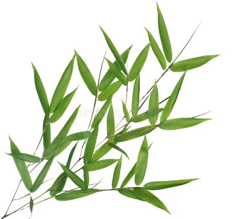 Bamboo Leaves Stock Photo Image Of Oriental Japanese 6674728