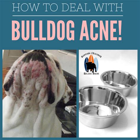 Dealing With Bulldog Acne Southern California Bulldog Rescue