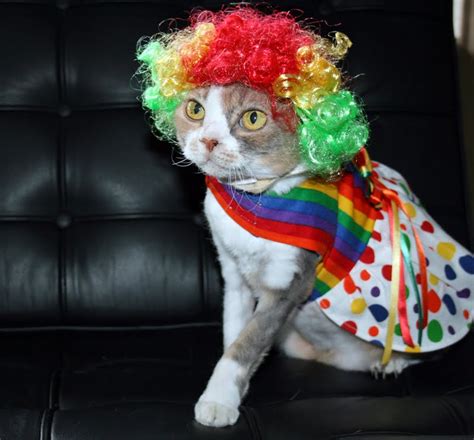 Daisy The Curly Cat Circus Cat Attire