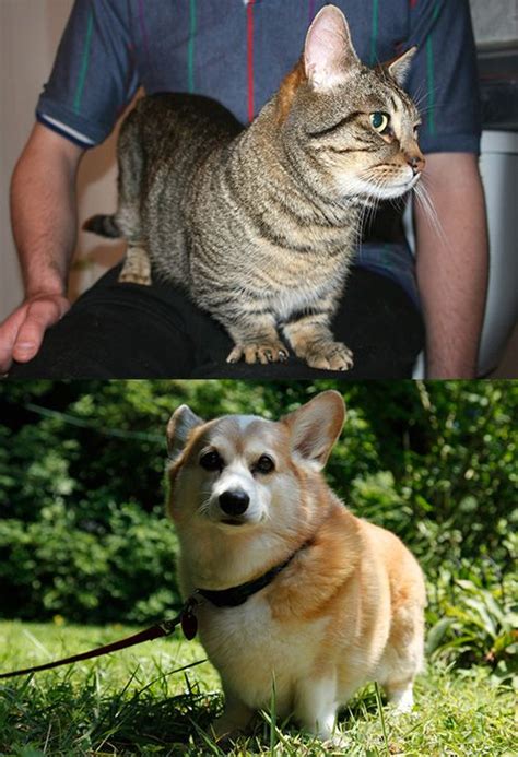 A Cat Version Of The Corgi Exists The Munchkin Cat Munchkin Cat