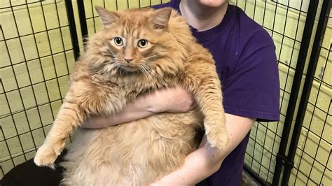 Select the ellipse tool, choose an orange fill color, and draw an ellipse. Wake SPCA's 'fat cat' Bazooka adopted from Raleigh rescue ...