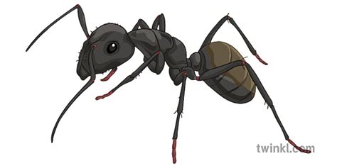 Svart Myra Insekt Djur Ekosystem Vetenskap Sekundär Illustration Twinkl