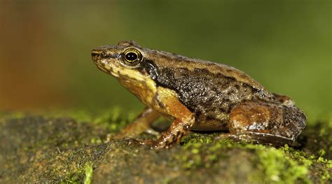 New Frog Species Found In Troubled Indian Habitat Cbs News