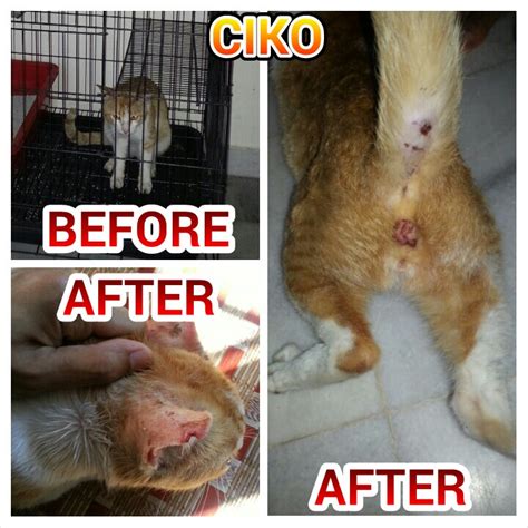 Neutering can be a beneficial procedure for both your cat and your home environment. Neutering Sponsorship For Ciko, Male Cat (Muhammad Najib ...