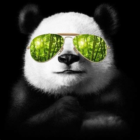 Panda Xd Youtube