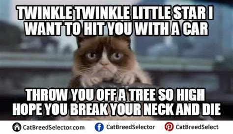 114 Best Funnycuteangrygrumpy Cats Memes Images On
