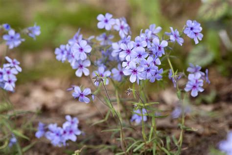 Woodland Phlox Plant Care And Growing Guide