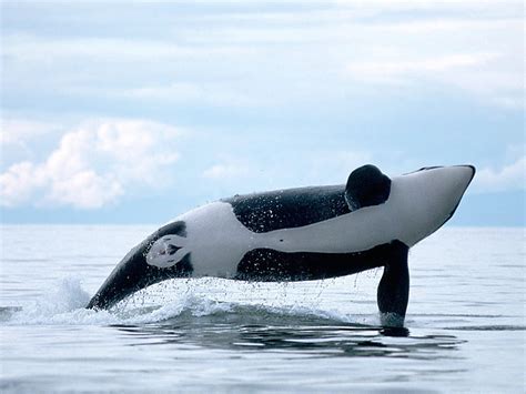 Killer Whales Wallpapers Funny Animals