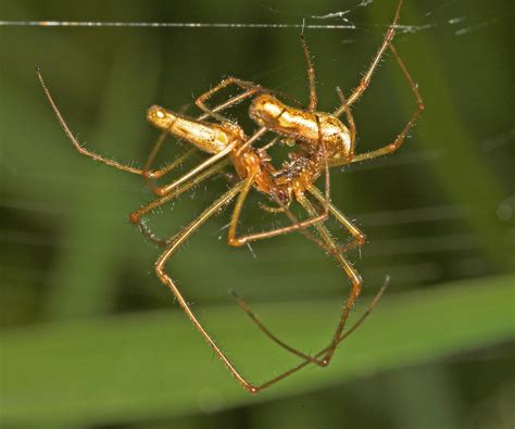 Spiders Mating 3 Long Jawed Orb Spider Tetragnatha Extens Jon Law Flickr