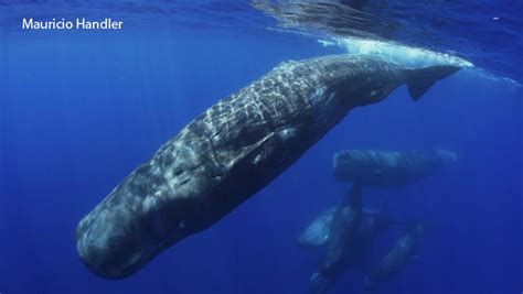 Nature Up Close Sperm Whales Cbs News