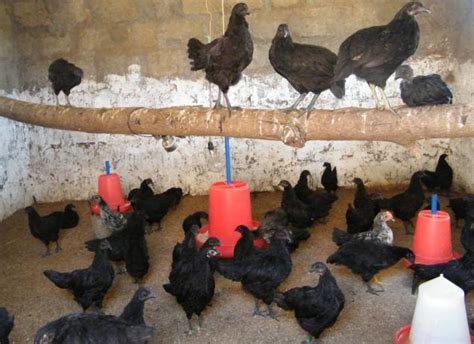 Farhan sheikh march 13, 2013 backyard poultry, brooding and rearing guide, poultry farming, turkeys. backyard poultry - Prabumj's Blog