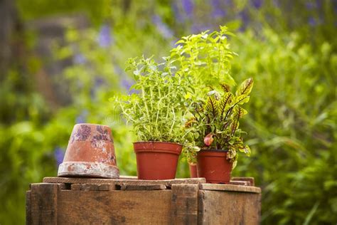 Wooden Boxgarden Potted Plant Stock Photo Image Of Detail Summer