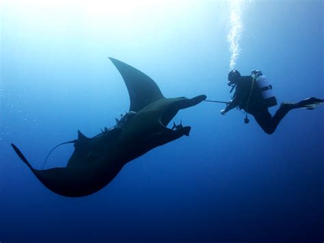 Giant Mantas Hit The Deep Sea To Hunt Animal Behaviour Earth Touch News