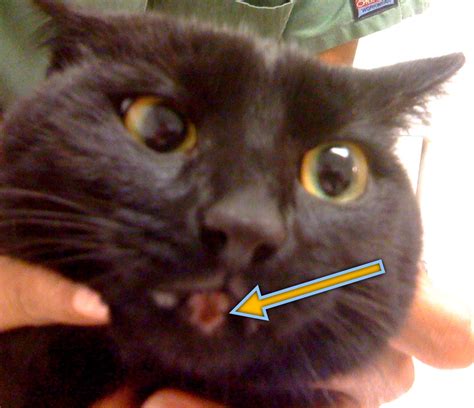 Some cats have a swollen lower chin or lip. 301 Moved Permanently