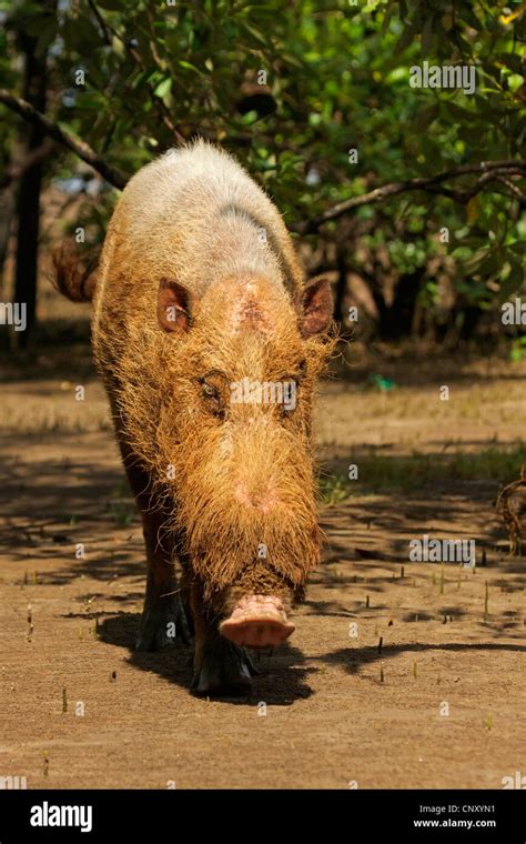 Bornean Bearded Pig Sus Barbatus Sspbarbatus Looking For Food On A