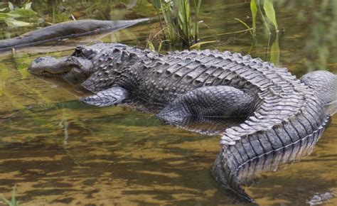Video: Koue krokodil in rivier | Middelburg Observer