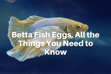 Veiltail Betta Fish Everything You Need To Know The Aqua Advisor