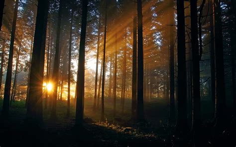Sunlight In The Forest Sun Woods Bonito Sunset Magic Splendor