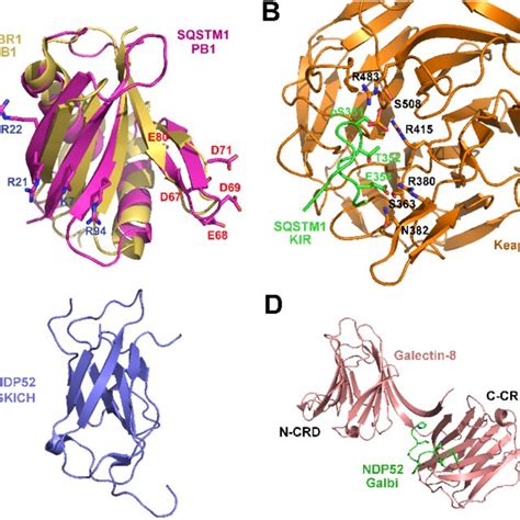 Domain Structures Of Autophagy Receptor Proteins Lc3 In Teracting