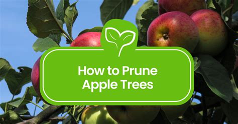 How To Prune Apple Trees A Step By Step Guide Plant Propagation