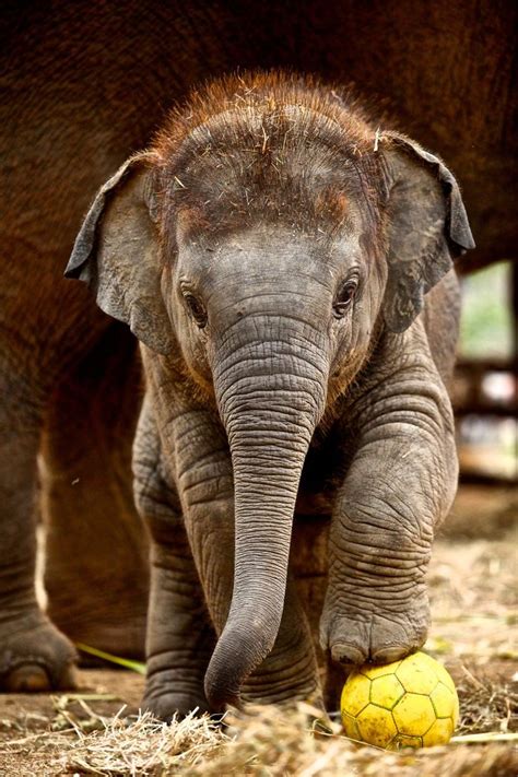 Adorable Heart Melting Baby Elephants