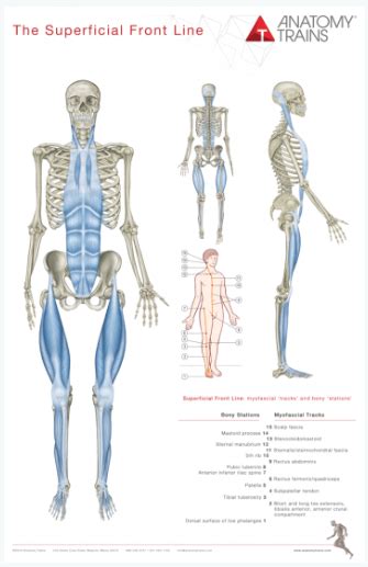 Anatomy Trains Posters (8) - Anatomy Trains