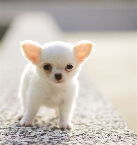 30 Best White Chihuahua Dog Photos And Pictures
