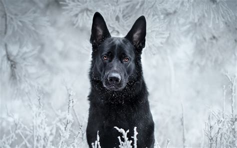 Black German Shepherd In Snow The Black German Shepherd