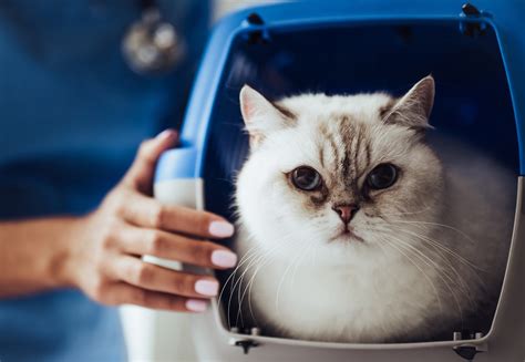 Katze Kastrieren Oder Sterilisieren Warum Und Was Ist Der Unterschied