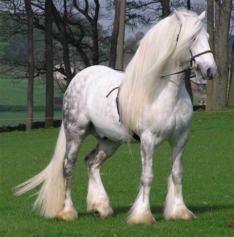 15 Of The Worlds Most Beautiful Horse Breeds Nature Babamail