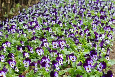 Field Of Pansy Flowers Stock Image Image Of Green Leaf 29124391