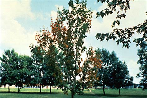 In some cases the leaves on a single branch will discolor and die, but do not fall from the tree. Diseases of Deciduous Trees: Maple - Verticillium Wilt