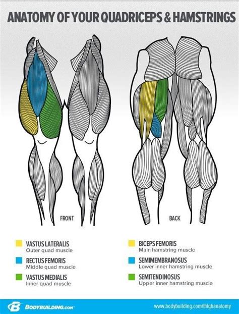 Choose from 500 different sets of flashcards about leg muscle names on quizlet. Quadriceps and Hamstrings | Anatomy, Muscle anatomy, Big muscle training