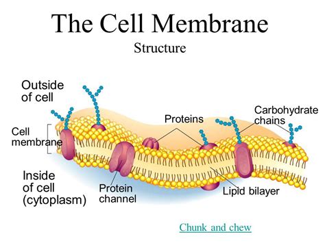 Cell Membranes Functions
