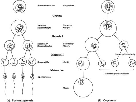Meiosis And Gametogenesis Ap Biology Portfolio