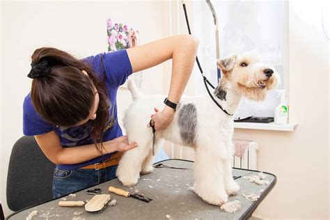 Average Dog Grooming Prices And Services How Much Will You Spend