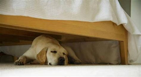 How To Stop Dog From Going Under The Bed Healthy Homemade Dog Treats