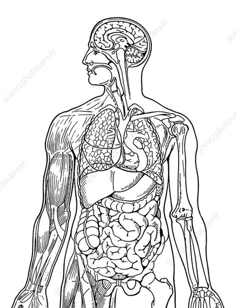 Human Body Systems Clipart Black And White