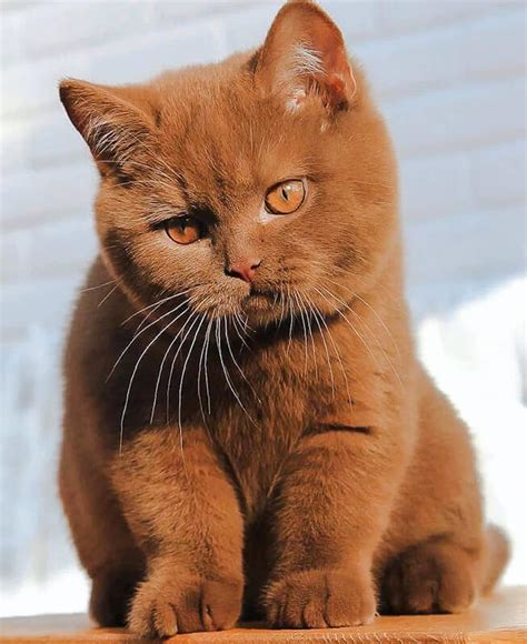 The 12 British Shorthair Cat Colors And Patterns Explained Lol Cats