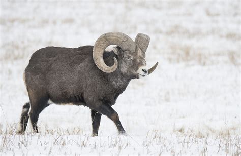 Thinhorn Mountain Sheep Yukon Wildlife Preserve