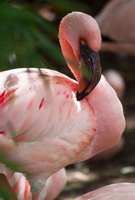 Bird Wildlife Animals Flamingo Found This Cute Flamingo Photo While
