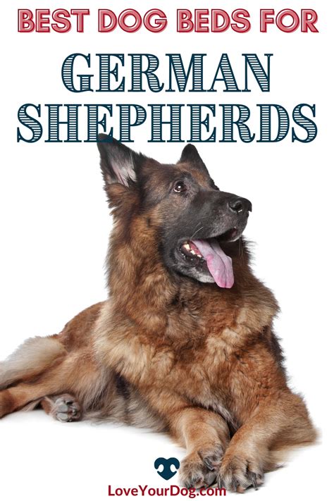 Best Dog Beds For German Shepherds Ratings Reviews Artofit
